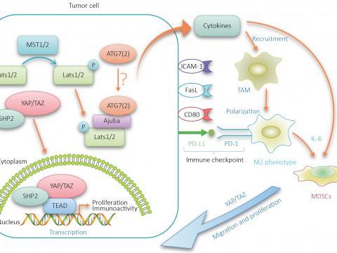 An isoform specific role of the autophagy protein ATG7 in cancer
